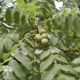 Чёрный орех