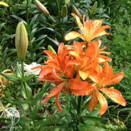 Лилия Маст Си