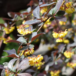 Барбарис оттавский Суперба