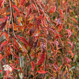 Вишня ранняя Фрилли Фрок на штамбе