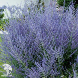 Перовския лебедолистная