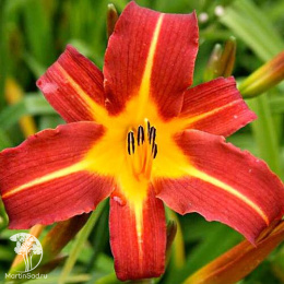 Лилейник гибридный Отум Ред