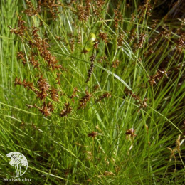 Осока Дэвелла