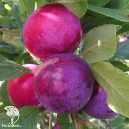 Сверхвыгодный комплект! Алыча Алёнушка + опылитель Слива Красный шар