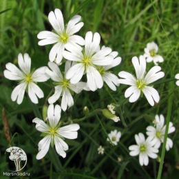 Cerastium arvense Ясколка луговая