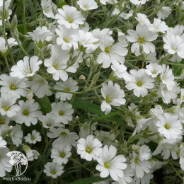 Ясколка Биберштейна