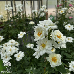 Роза полиантовая Вайт Фейри