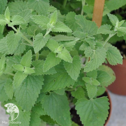 Котовник кошачий Базилио