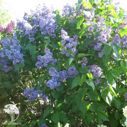 Сирень обыкновенная голубая