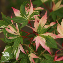 Клён веерный Асахи Зуру