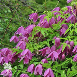 Клематис Констанс