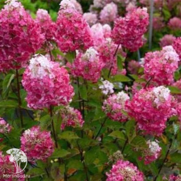 Гортензия метельчатая Самарская Лидия