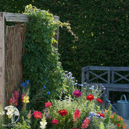 Акебия Пятилисточковая