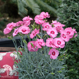 Гвоздика Ангел оф Хоуп