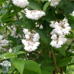 Дейция шершавая Кандидиссима