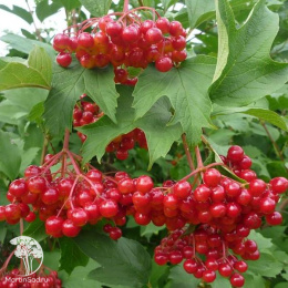 Калина обыкновенная Красная гроздь