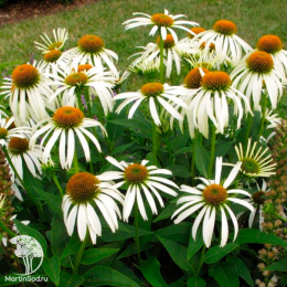 Эхинацея пурпурная белый микс