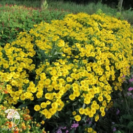 Гелениум гибридный Канария