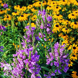 Физостегия Кристал Пик Роуз