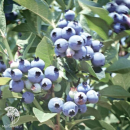 Голубика высокорослая Легаси