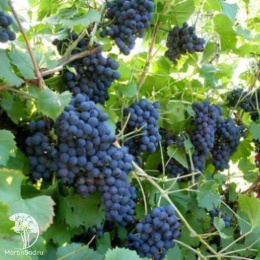 Виноград Изабелла
