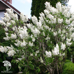Сирень обыкновенная Мадам Лемуан на штамбе
