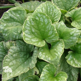 Бруннера крупнолистная