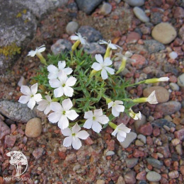 Гвоздика травянка Альбифлорус
