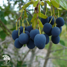 Снежноцвет (Хионантус) виргинский