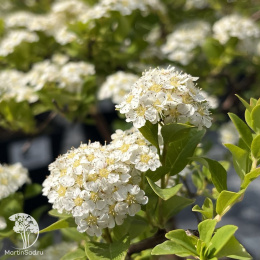 Спирея ниппонская Джун Брайд