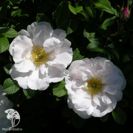 Роза канадская Генри Хадсон