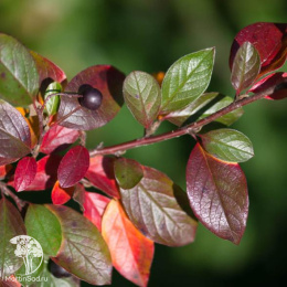Кизильник блестящий
