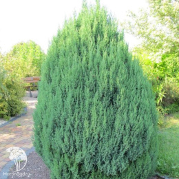 Можжевельник китайский Стрикта