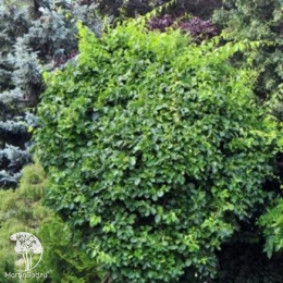 Древогубец круглолистный Диана