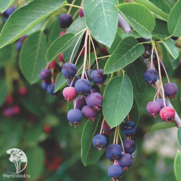 Ирга канадская Балерина на штамбе