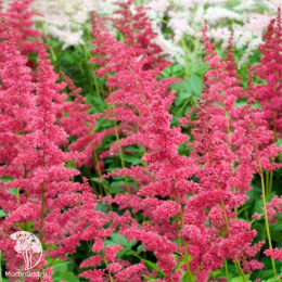Астильба японская Бремен