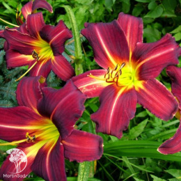 Лилейник гибридный Блэк Принц