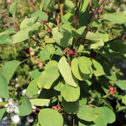 Ирга ольхолистная Гритберри Арома