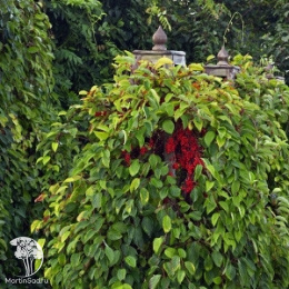 Лимонник китайский