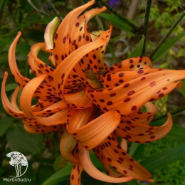 Лилия Флоре Плено