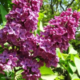 Сирень обыкновенная Людвиг Шпет на штамбе