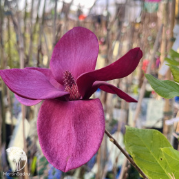 Магнолия суланжа Джени