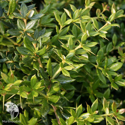 Барбарис Фрикарта