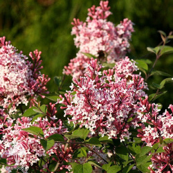 Сирень мелколистная