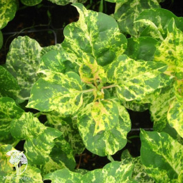 Сирень обыкновенная Аукубофолиа