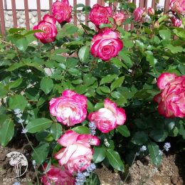 Роза флорибунда Жюбиле дю Принц де Монако