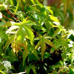 Клён пальмолистный Микава-ятсубуса