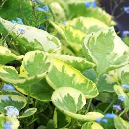 Бруннера крупнолистная Хадспен Крим