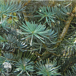 Пихта одноцветная