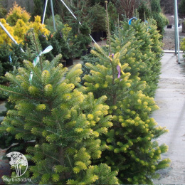 Пихта корейская Аурея